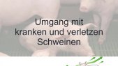 Umgang mit kranken und verletzten Schweinen